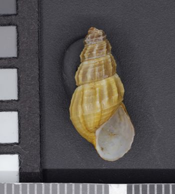 Media type: image;   Malacology 53965 Description: Image of dry shell, apertural view. Photographed for a researcher request.;  Aspect: APT